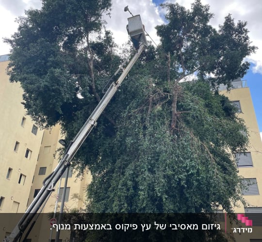 עץ גבוה עם מנוף לגיזום בשטח עירוני